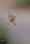 Gartenkreuzspinne (Araneus diadematus)